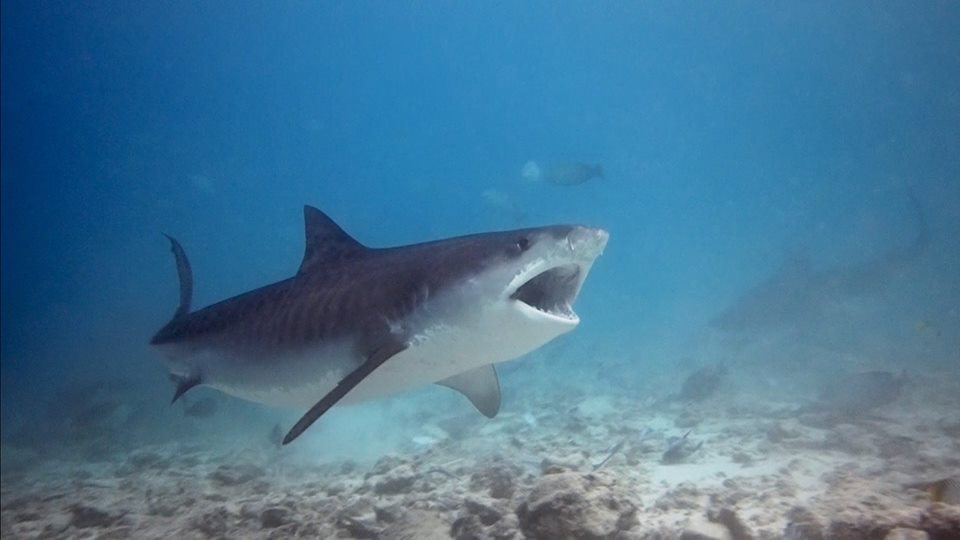 Sharks of Maldives