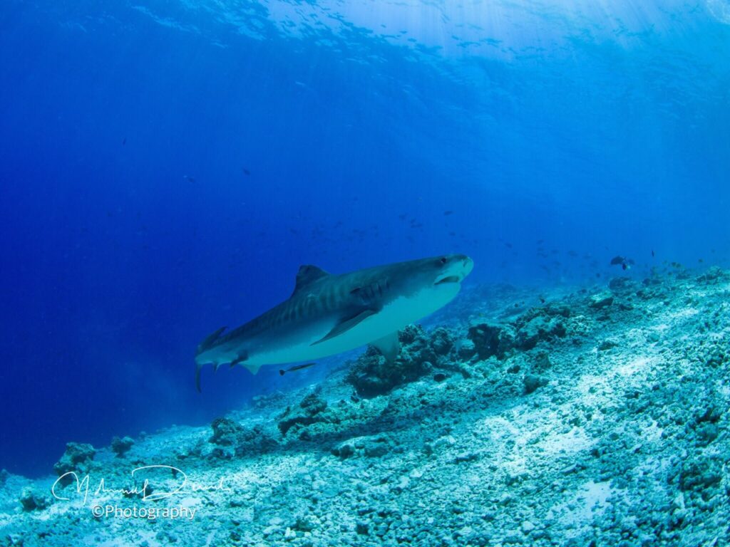 Plongée aux Maldives